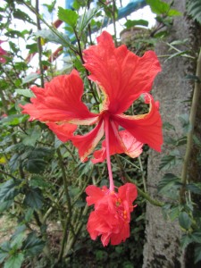 Cameron Highlands-087